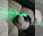 Small #36 Siberian Husky