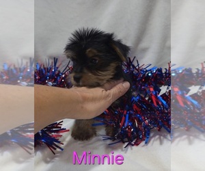 Yorkshire Terrier Puppy for sale in AZLE, TX, USA