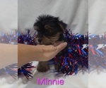 Small Yorkshire Terrier