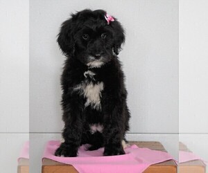 Bernedoodle Puppy for sale in FREDERICKSBG, OH, USA