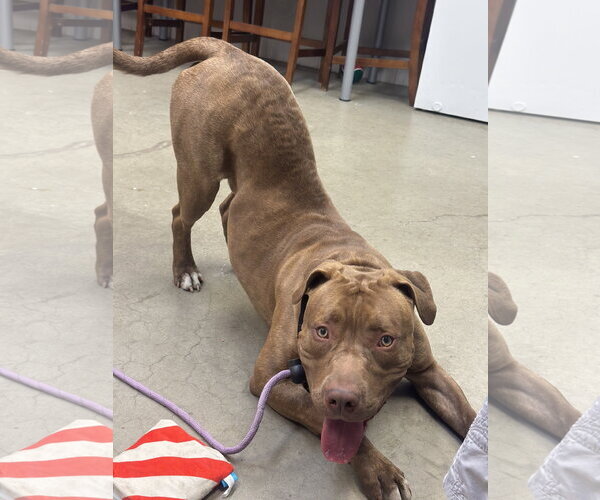 Medium Photo #5 American Pit Bull Terrier-Unknown Mix Puppy For Sale in Rockaway, NJ, USA