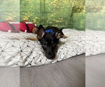 Small #1 German Shepherd Dog Mix