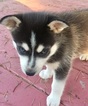 Small Photo #3 Alaskan Klee Kai Puppy For Sale in AUMSVILLE, OR, USA