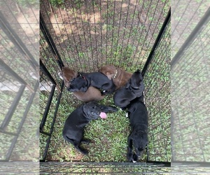 Lab-Pointer Puppy for Sale in PELZER, South Carolina USA