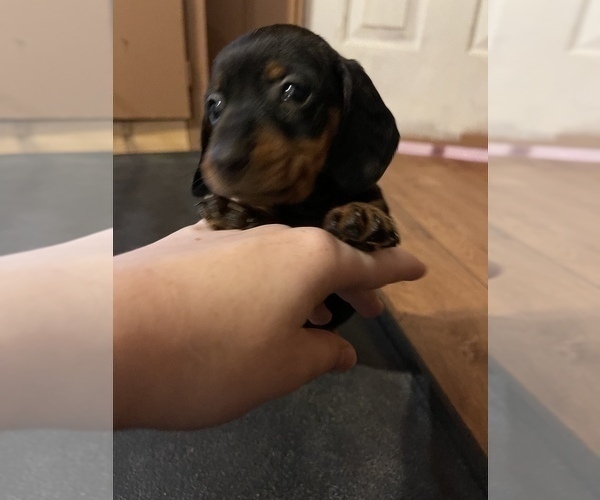 Medium Photo #10 Dachshund Puppy For Sale in ROCK HILL, SC, USA