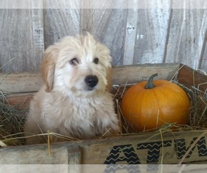 Pomeranian-Poodle (Toy) Mix Puppy for sale in CADIZ, KY, USA