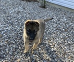 Small Photo #6 German Shepherd Dog Puppy For Sale in WEST LIBERTY, KY, USA