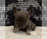 Small Photo #16 French Bulldog Puppy For Sale in BAKERSFIELD, CA, USA