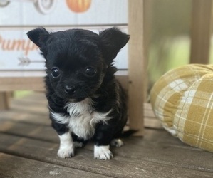 Chihuahua Puppy for sale in CASTLE HAYNE, NC, USA