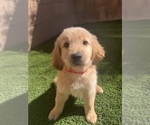 Small Photo #3 Golden Retriever Puppy For Sale in LAS VEGAS, NV, USA