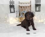 Small Photo #2 Miniature Labradoodle Puppy For Sale in COLLEGE STA, TX, USA