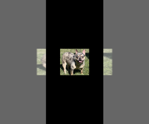 Father of the French Bulldog puppies born on 11/22/2025