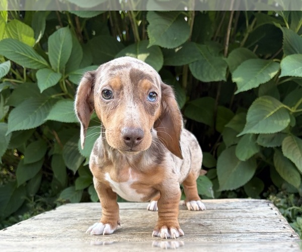 Medium Photo #1 Dachshund Puppy For Sale in MIDDLEBURY, IN, USA