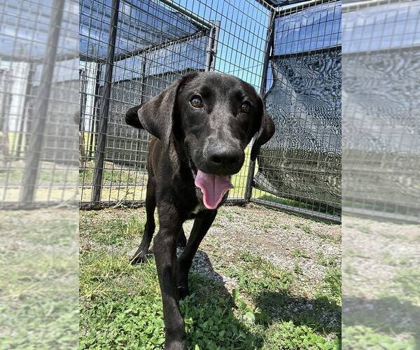 Medium Photo #2 Labrador Retriever-Unknown Mix Puppy For Sale in Abbeville, LA, USA