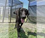 Small #1 Labrador Retriever Mix
