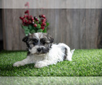 Puppy Brittany Havanese