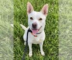 Small #2 Cardigan Welsh Corgi-Siberian Husky Mix