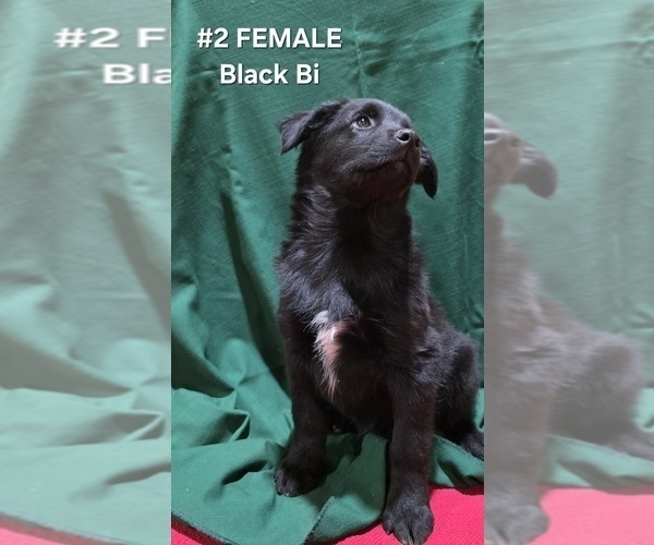 Medium Photo #3 Australian Shepherd Puppy For Sale in CLARKSVILLE, TX, USA