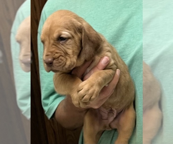Medium Photo #5 Bloodhound Puppy For Sale in FORT MORGAN, CO, USA