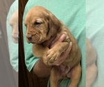 Red LM 6 - Male Bloodhound Puppy for Sale - Photo #5