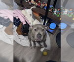 Small #6 American Pit Bull Terrier-Staffordshire Bull Terrier Mix