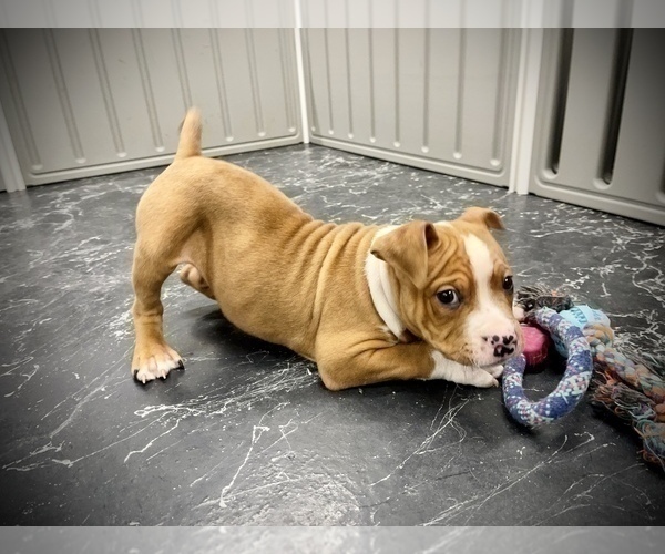 Medium Photo #7 American Bully Puppy For Sale in REESEVILLE, WI, USA