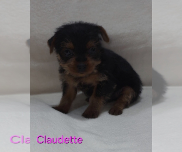 Medium Photo #7 Yorkshire Terrier Puppy For Sale in AZLE, TX, USA
