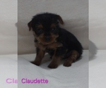 Small #6 Yorkshire Terrier