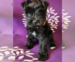 Puppy Puppy 2 Schnauzer (Miniature)