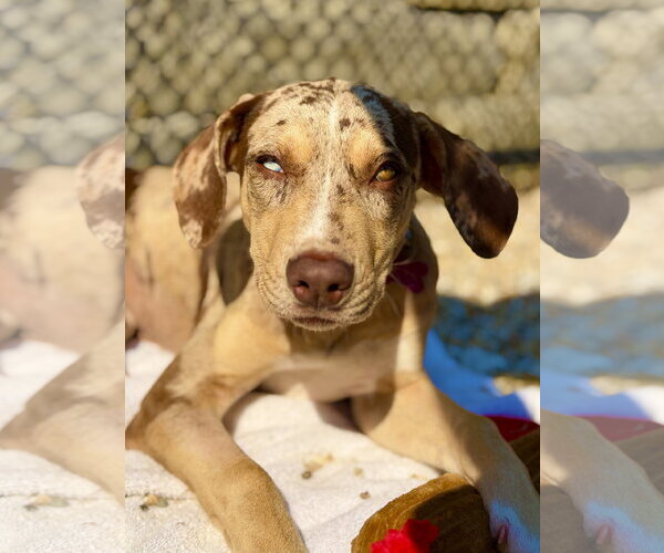 Medium Photo #2 Catahoula Leopard Dog-Unknown Mix Puppy For Sale in West Cornwall, CT, USA
