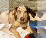Small #1 Catahoula Leopard Dog Mix