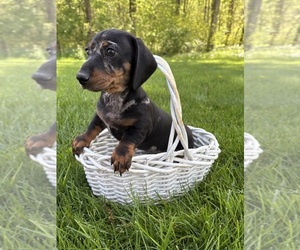 Dachshund Puppy for sale in MIDDLEBURY, IN, USA