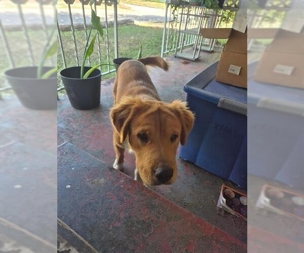 Medium Photo #1 Labrador Retriever-Unknown Mix Puppy For Sale in San Antonio, TX, USA