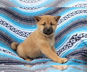 Shiba Inu Puppy for sale in SHILOH, OH, USA