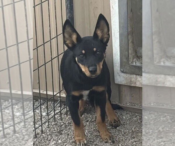 Medium Photo #1 Australian Kelpie-Labrador Retriever Mix Puppy For Sale in Bolivar, MO, USA