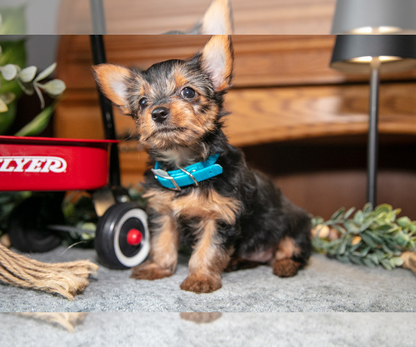 Medium Photo #3 Yorkshire Terrier Puppy For Sale in NAPPANEE, IN, USA