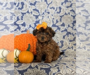 YorkiePoo Puppy for sale in LINCOLN UNIVERSITY, PA, USA