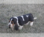 Small #5 Basset Hound