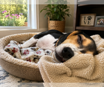 Small #2 Beagle
