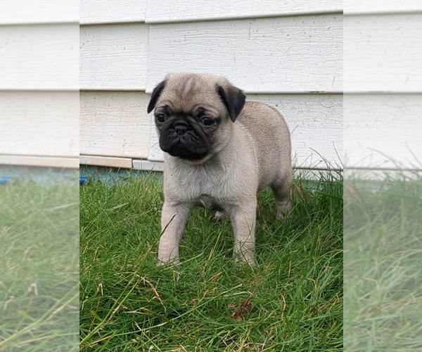 Medium Photo #3 Pug Puppy For Sale in MOUNT SOLON, VA, USA