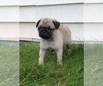 Small #2 Pug