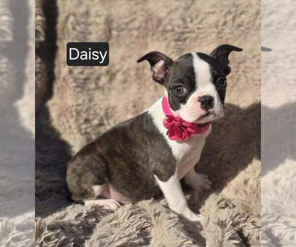 Medium Photo #2 Boston Terrier Puppy For Sale in POMEROY, OH, USA