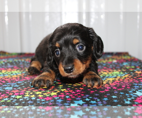 Medium Photo #1 Dachshund Puppy For Sale in BEDFORD, IN, USA