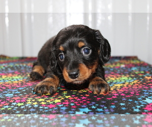 Dachshund Dog for Adoption in BEDFORD, Indiana USA