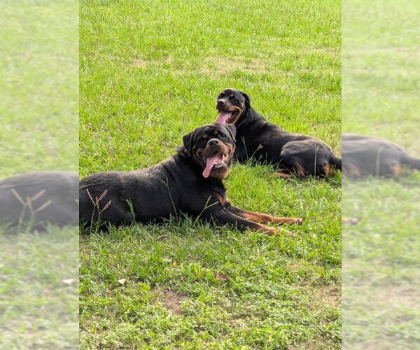 Medium Photo #8 Rottweiler Puppy For Sale in White Hall, AR, USA
