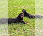 Small #7 Rottweiler