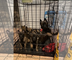 Belgian Malinois Puppy for sale in MODESTO, CA, USA