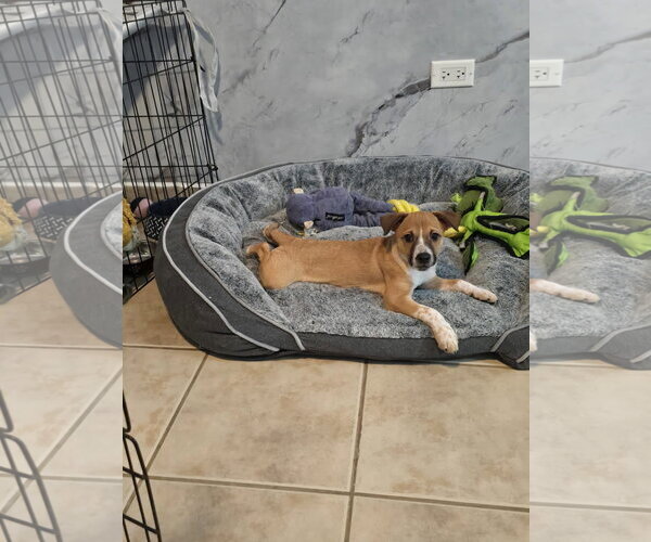 Medium Photo #9 Jack Russell Terrier-Parson Russell Terrier Mix Puppy For Sale in Sanford, FL, USA