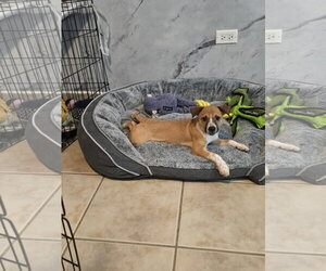Freddy FH - Female Jack Russell Terrier-Parson Russell Terrier Mix Dog for Adoption - Photo #9