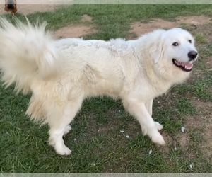 Mother of the Great Pyrenees puppies born on 07/14/2022